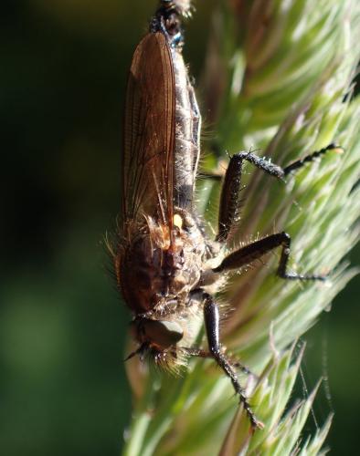 Didysmachus picipes